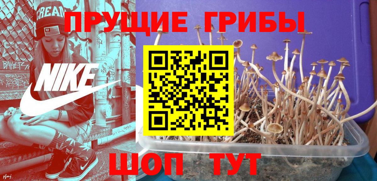 Нальчик  Галлюциногенные грибы прущие грибы  Псилоцибиновые грибы Cubensis  Вход с VPN 